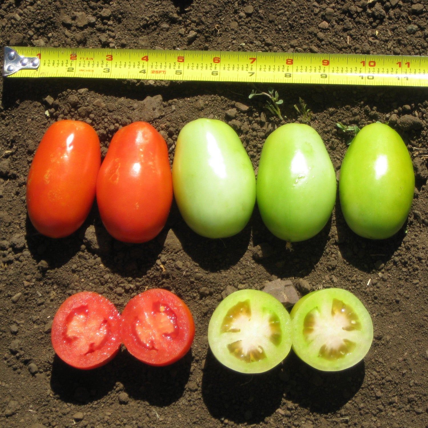 Hybrid Roma/Saladette Red Tomato - Mariana