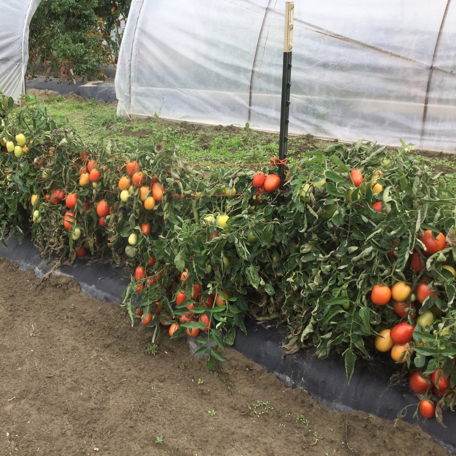 Hybrid Roma/Saladette Red Tomato - Mariana
