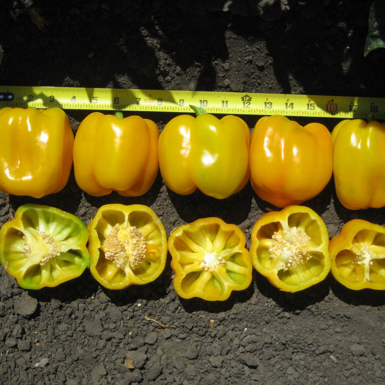 Hybrid Yellow Bell Pepper - Mecate