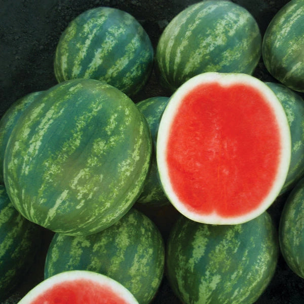Hybrid Triploid (Seedless) Crimson Sweet Rind Watermelon - Melody