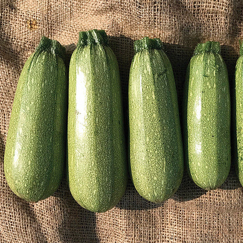 Hybrid Gray Zucchini Squash - Mexicana