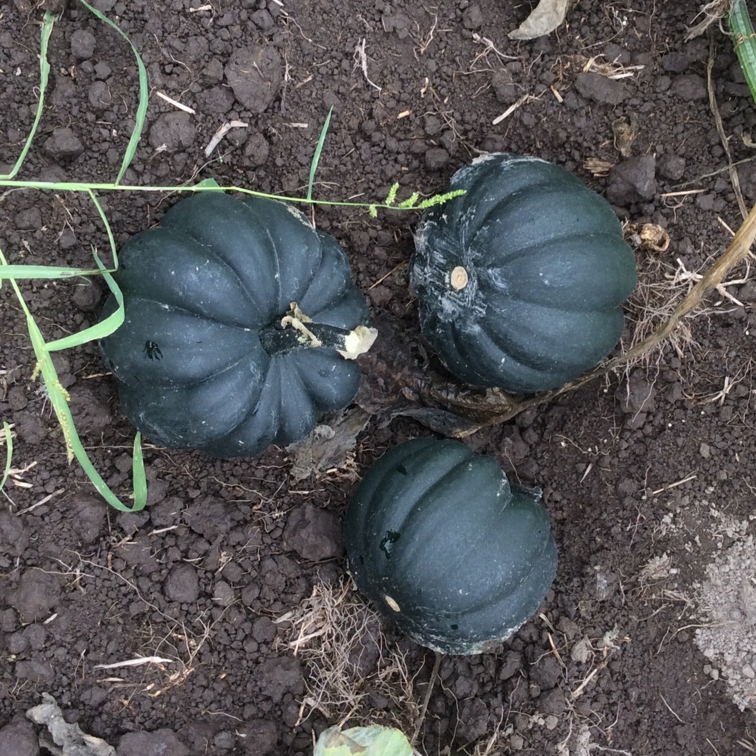 Hybrid Mini Pumpkin - Midnight – Gowan