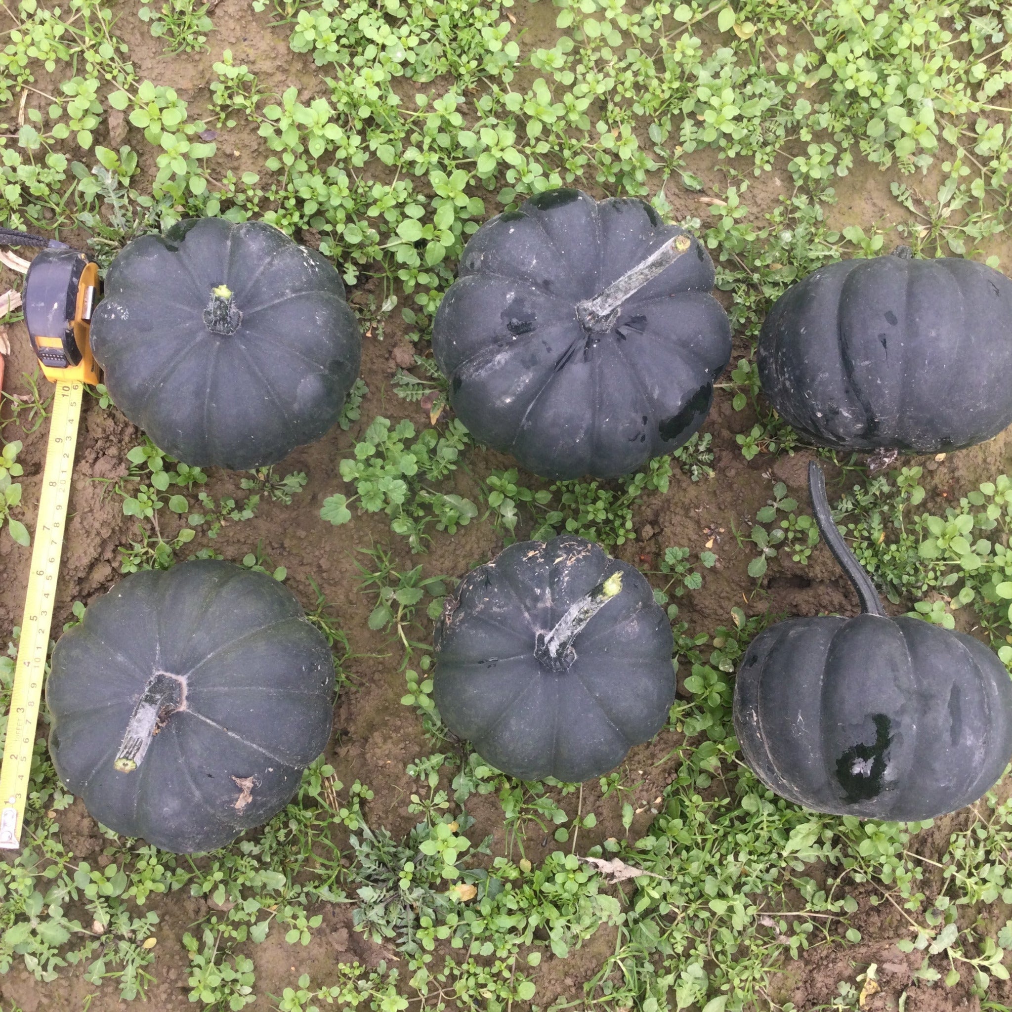 Hybrid Mini Pumpkin - Midnight – Gowan
