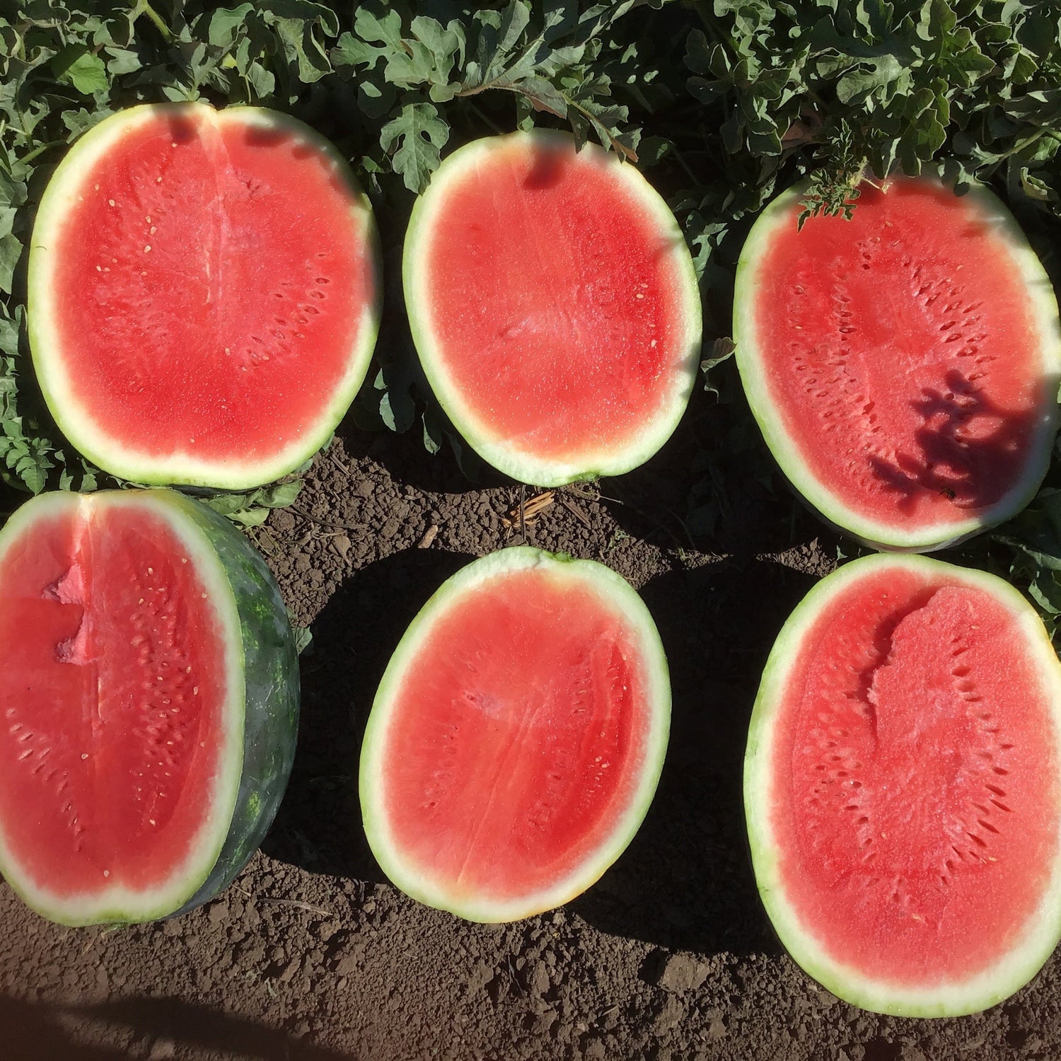 Hybrid Triploid (Seedless) Crimson Sweet Rind Watermelon - Miramonte