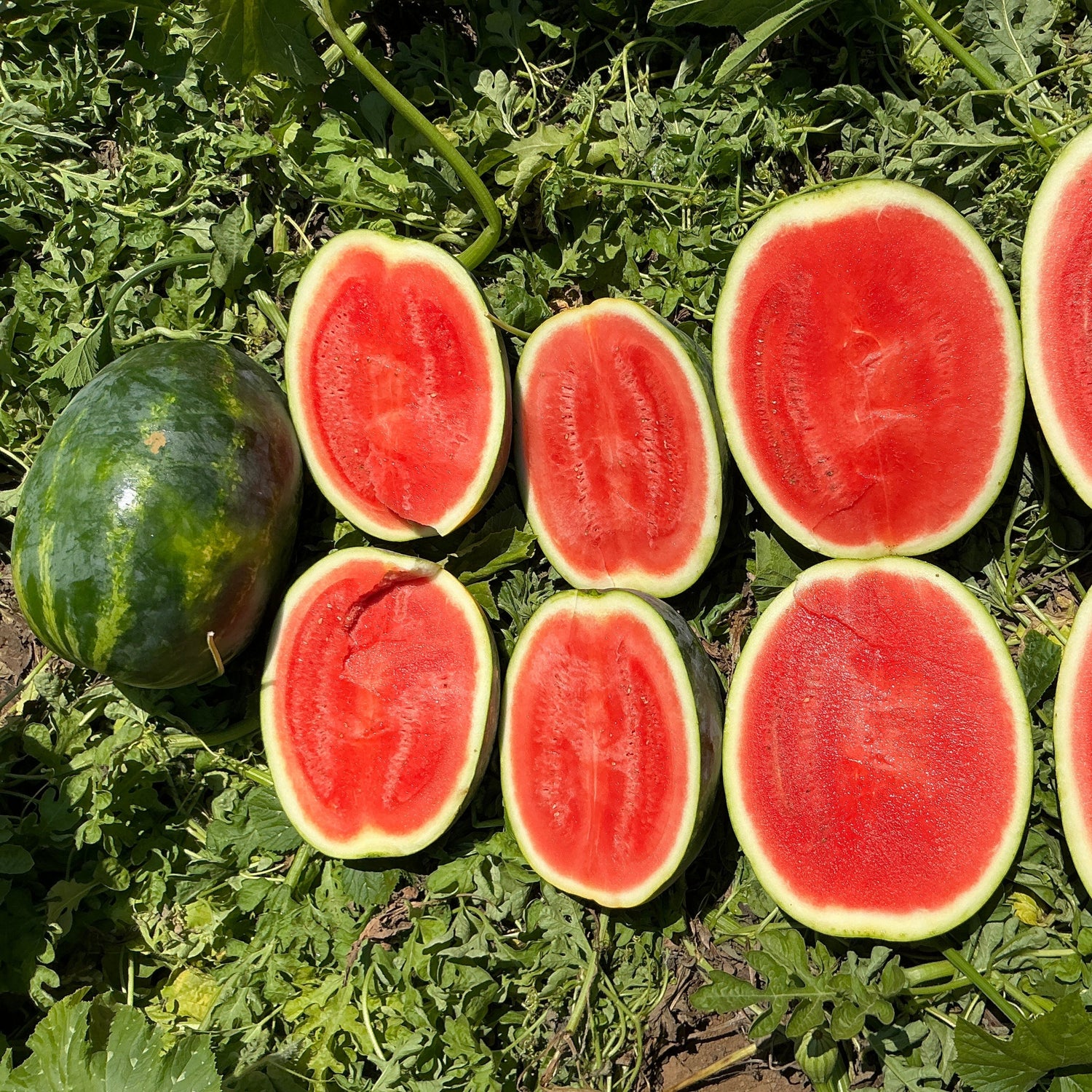 Hybrid Triploid (Seedless) Crimson Sweet Rind Watermelon - Miramonte