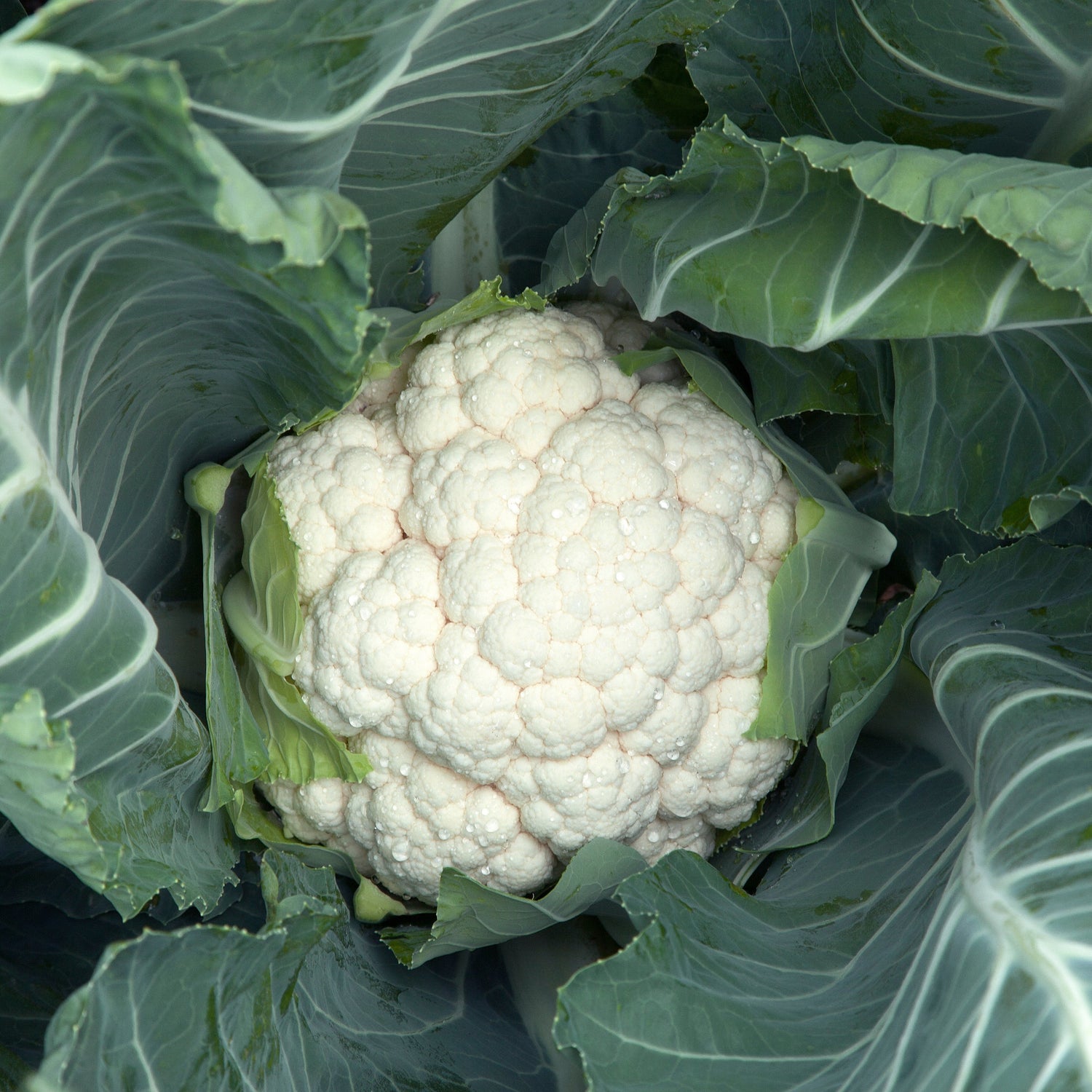 Hybrid White Cauliflower - Moneera RZ