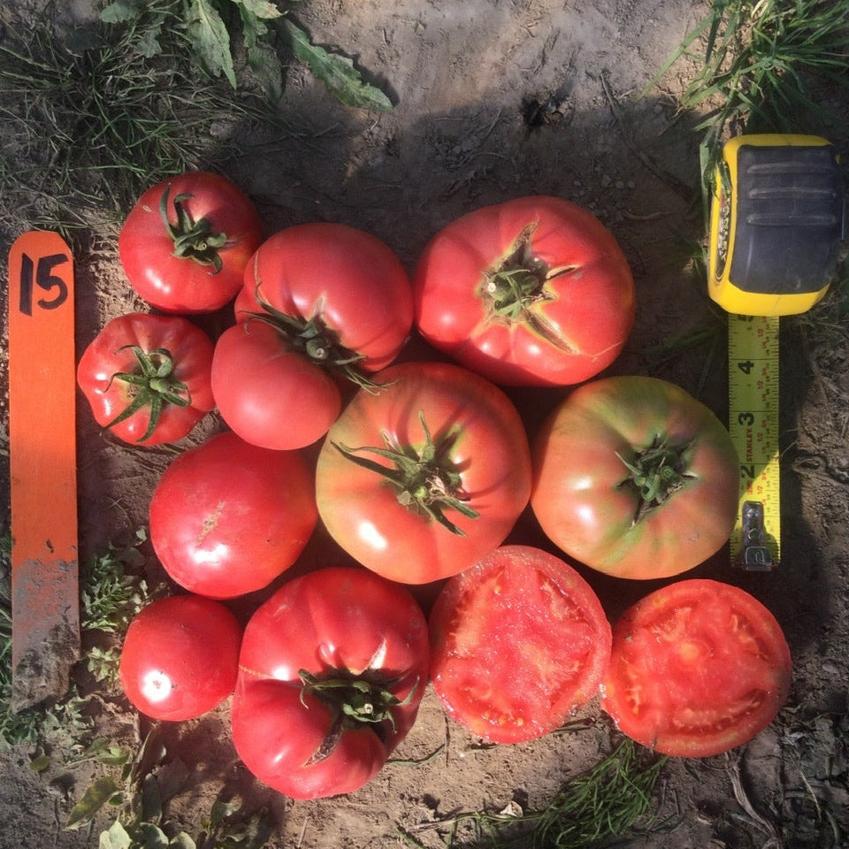 Hybrid Round Pink Tomato - Mountain Rouge