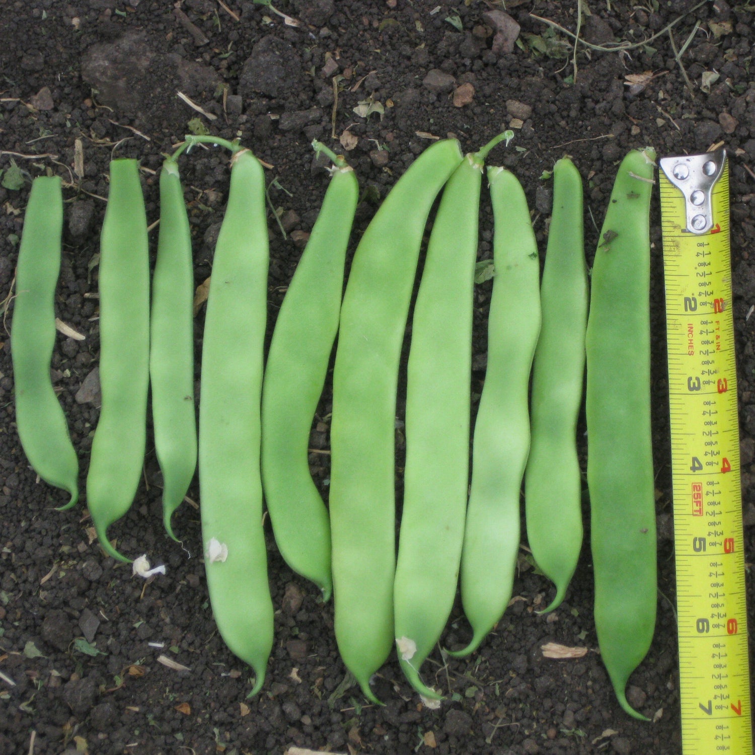 OP Romano Bush Bean - Navajo