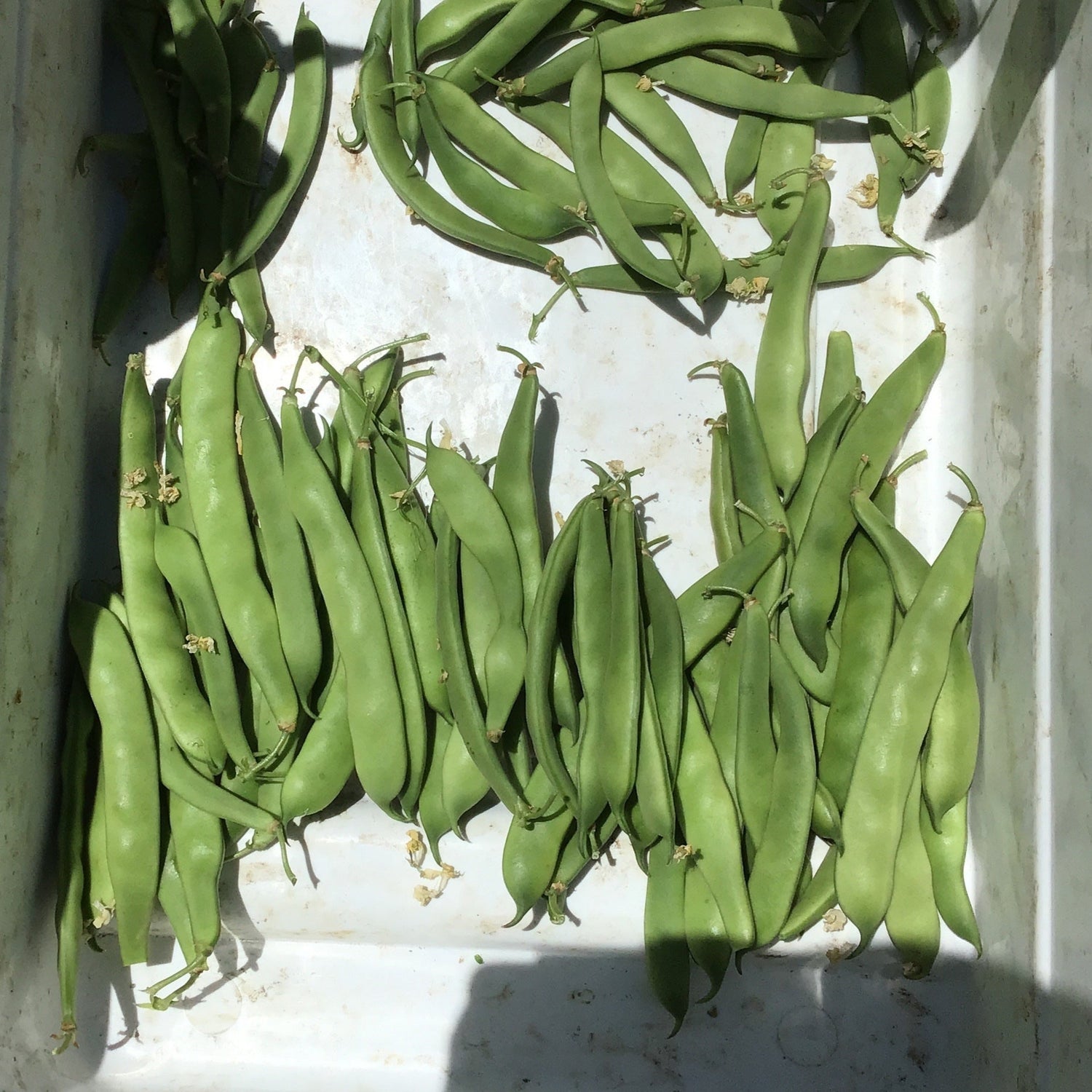 OP Romano Bush Bean - Navajo