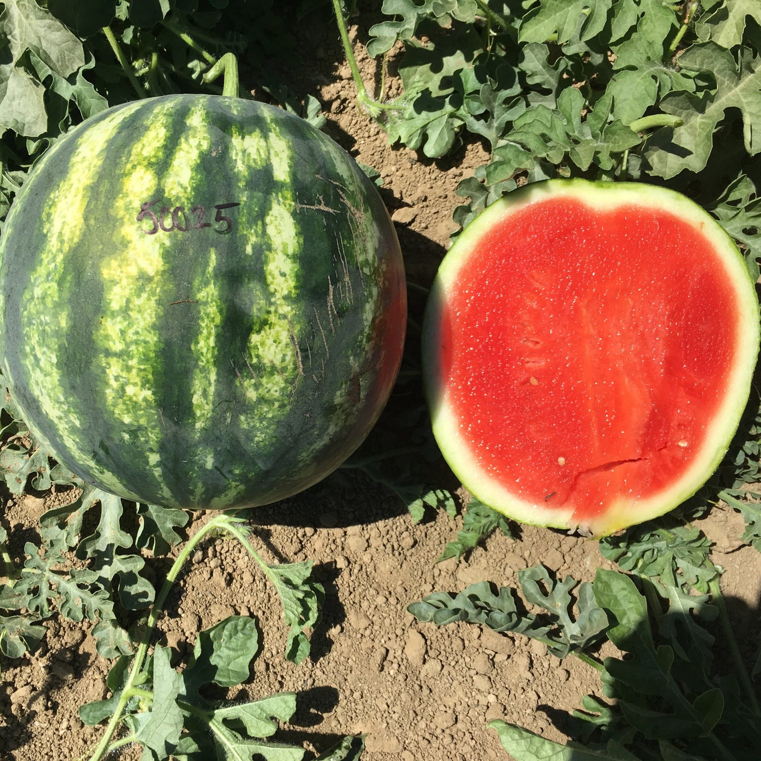 Hybrid Triploid (Seedless) Personal Size Watermelon - Nectaro