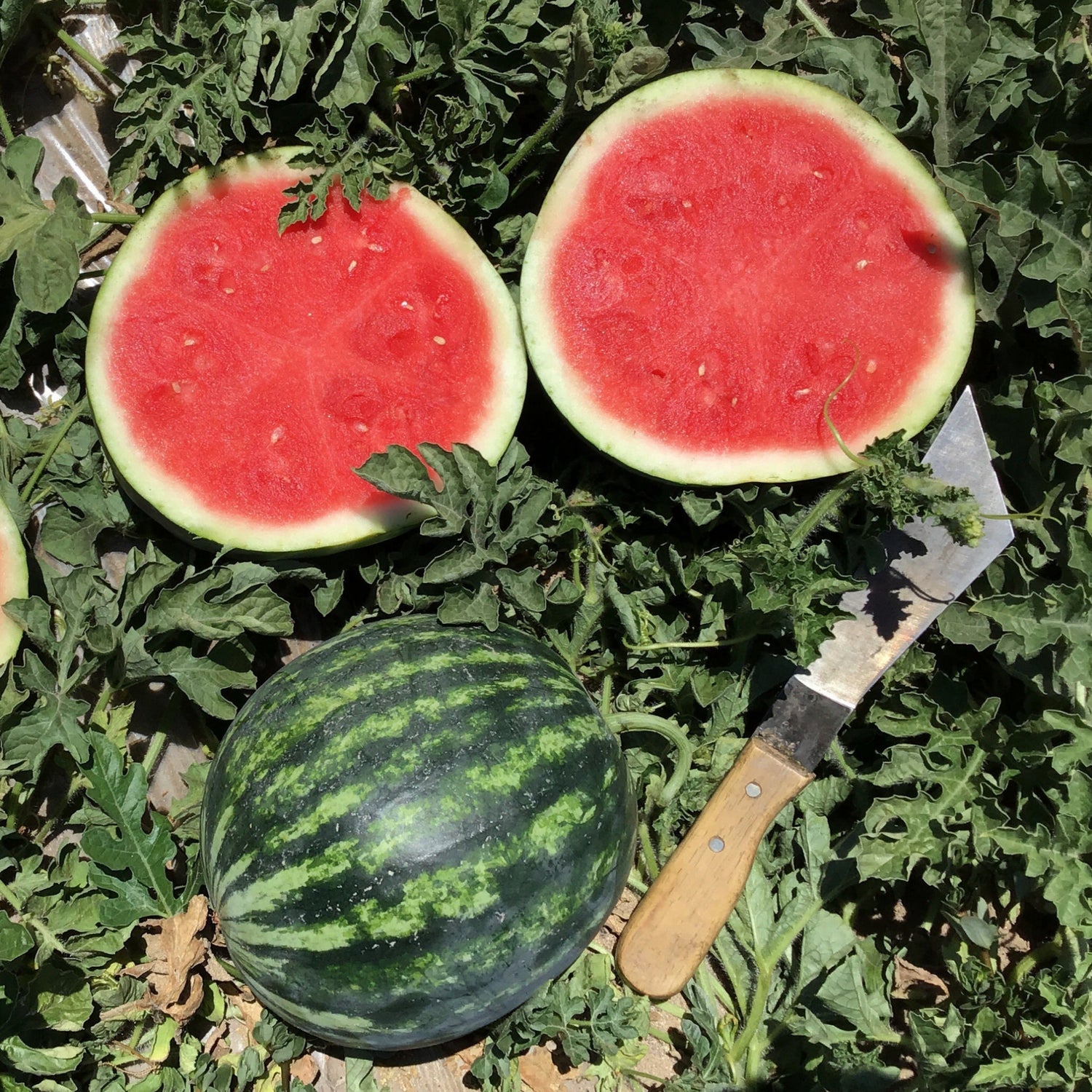 Hybrid Triploid (Seedless) Personal Size Watermelon - Nectaro