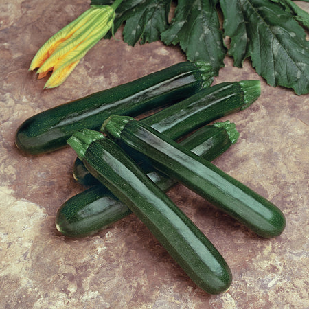 Hybrid Green Zucchini Squash - Noche