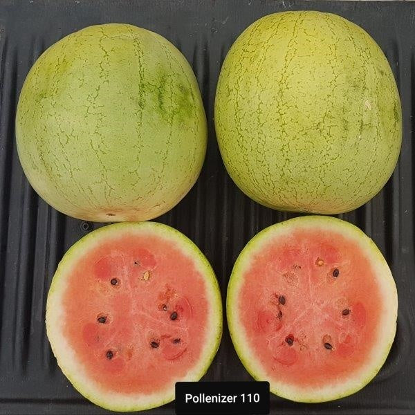 Hybrid In Row Pollenizer (Seeded) Watermelon - ORS 110