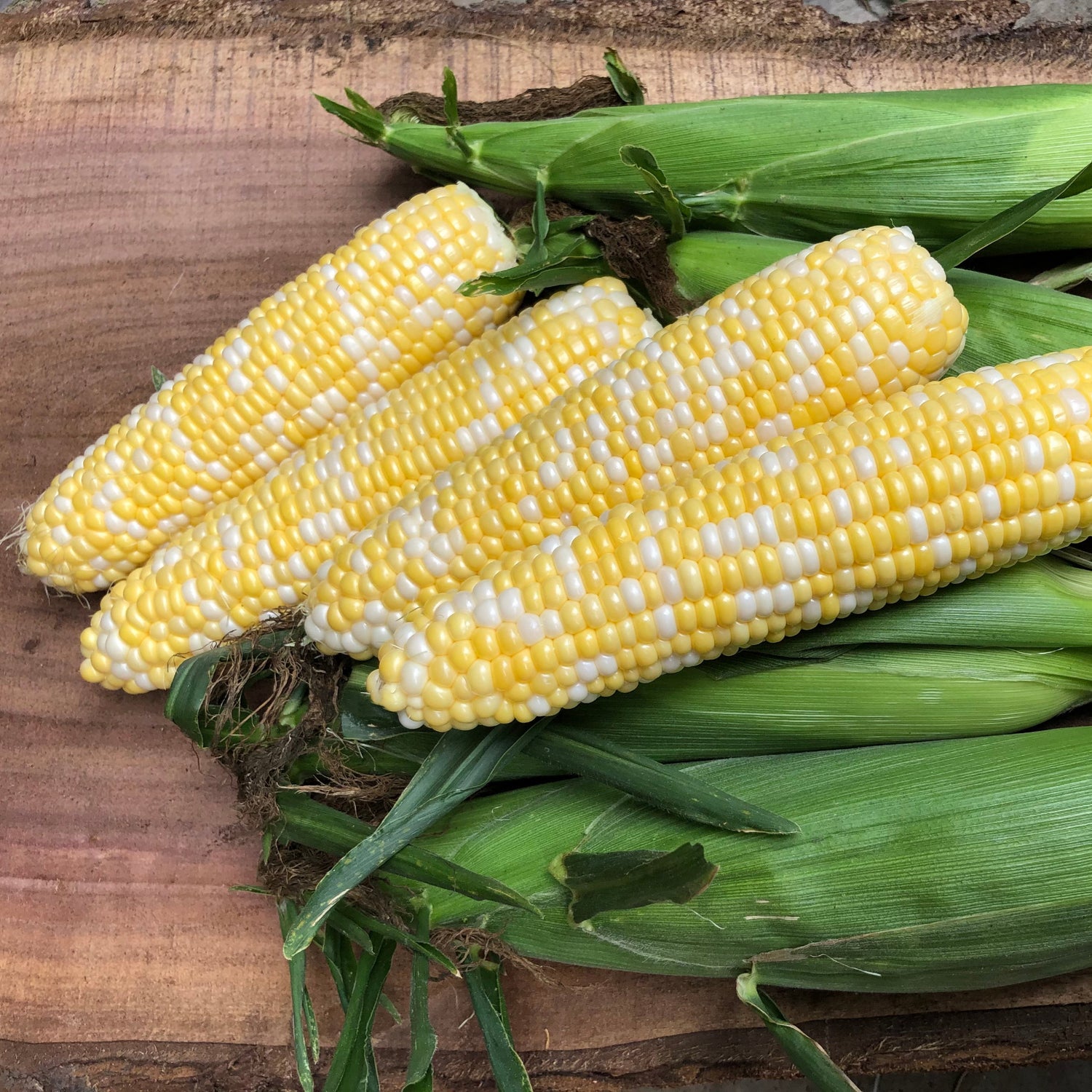 Hybrid Supersweet Bicolor Corn - Octane