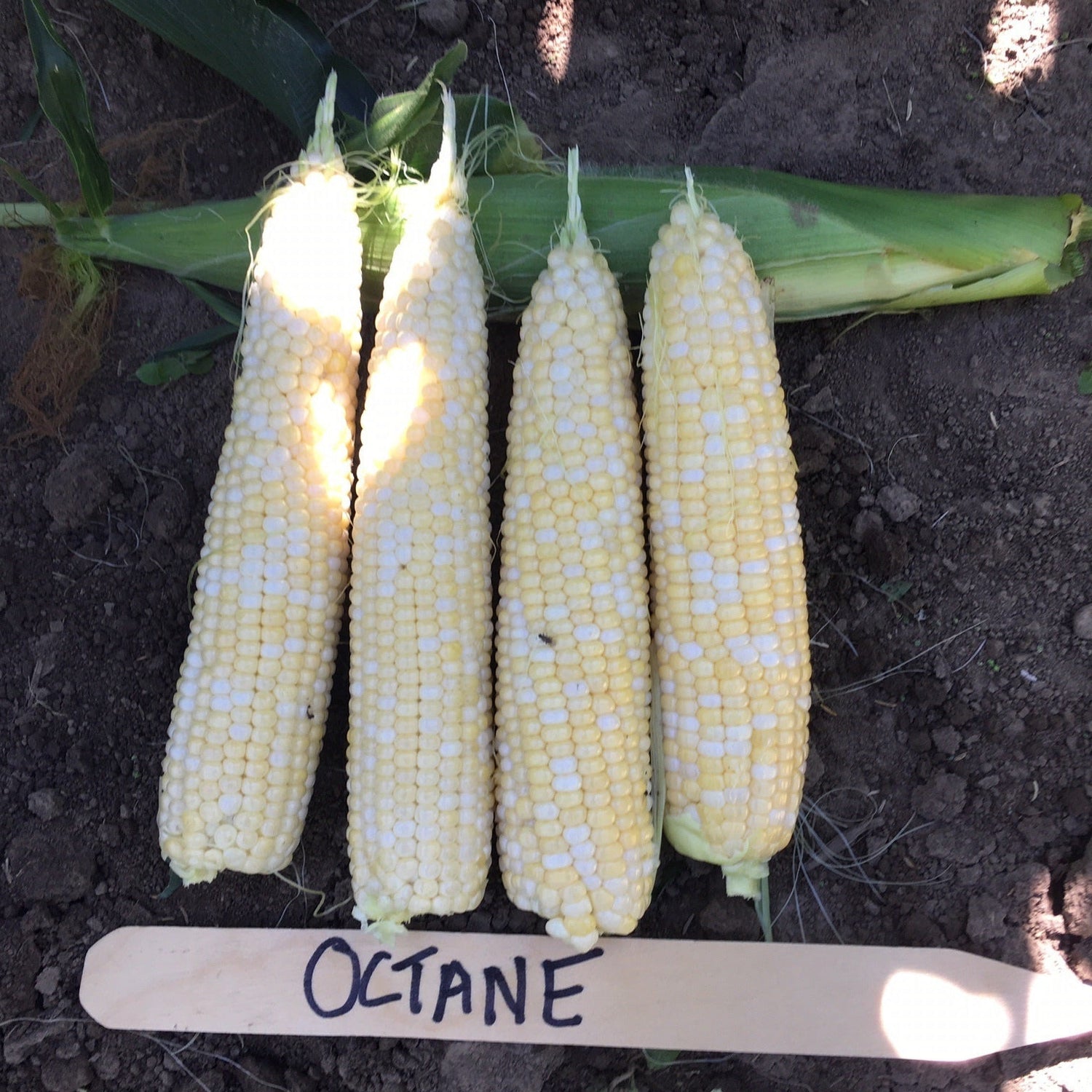 Hybrid Supersweet Bicolor Corn - Octane