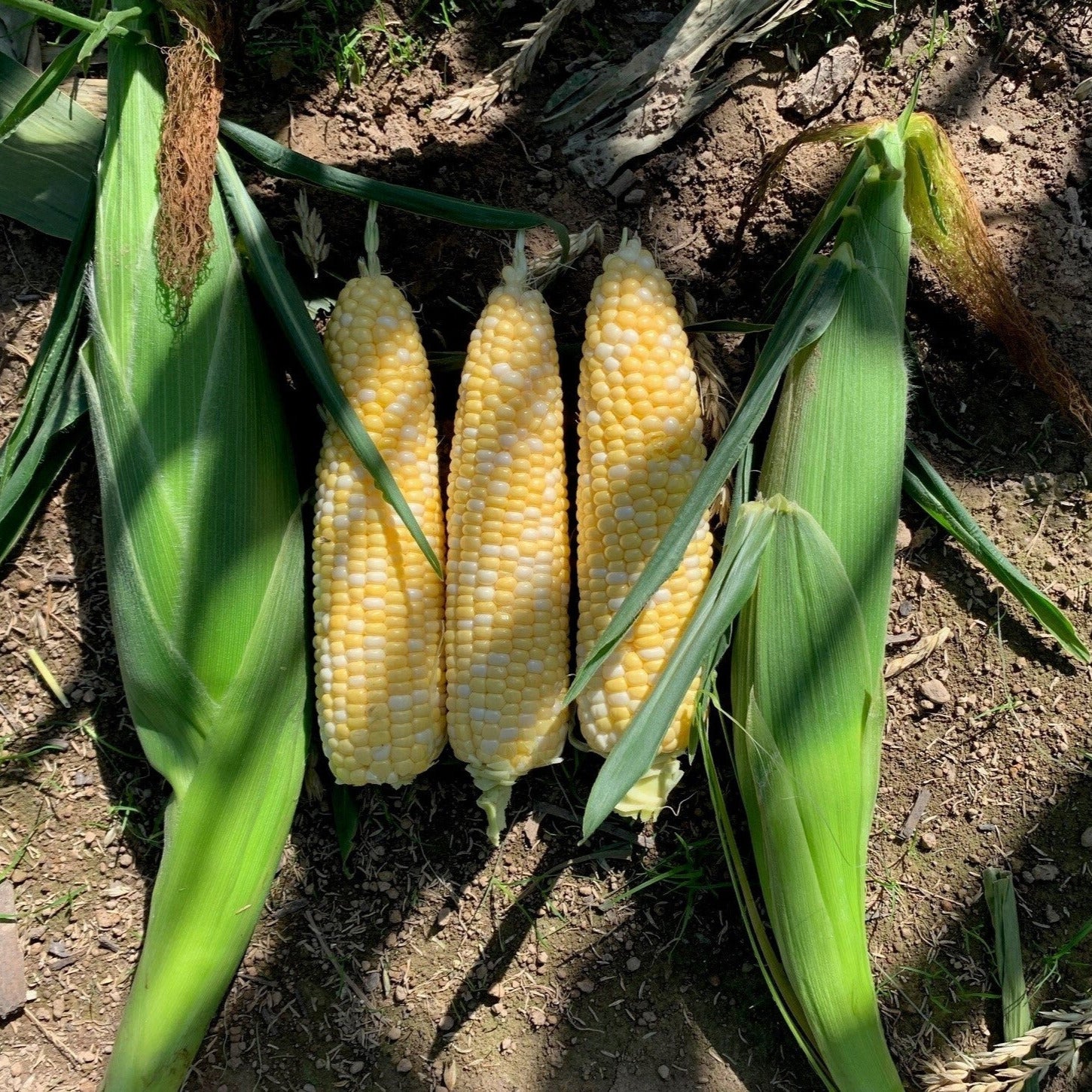 Hybrid Supersweet Bicolor Corn - Octane