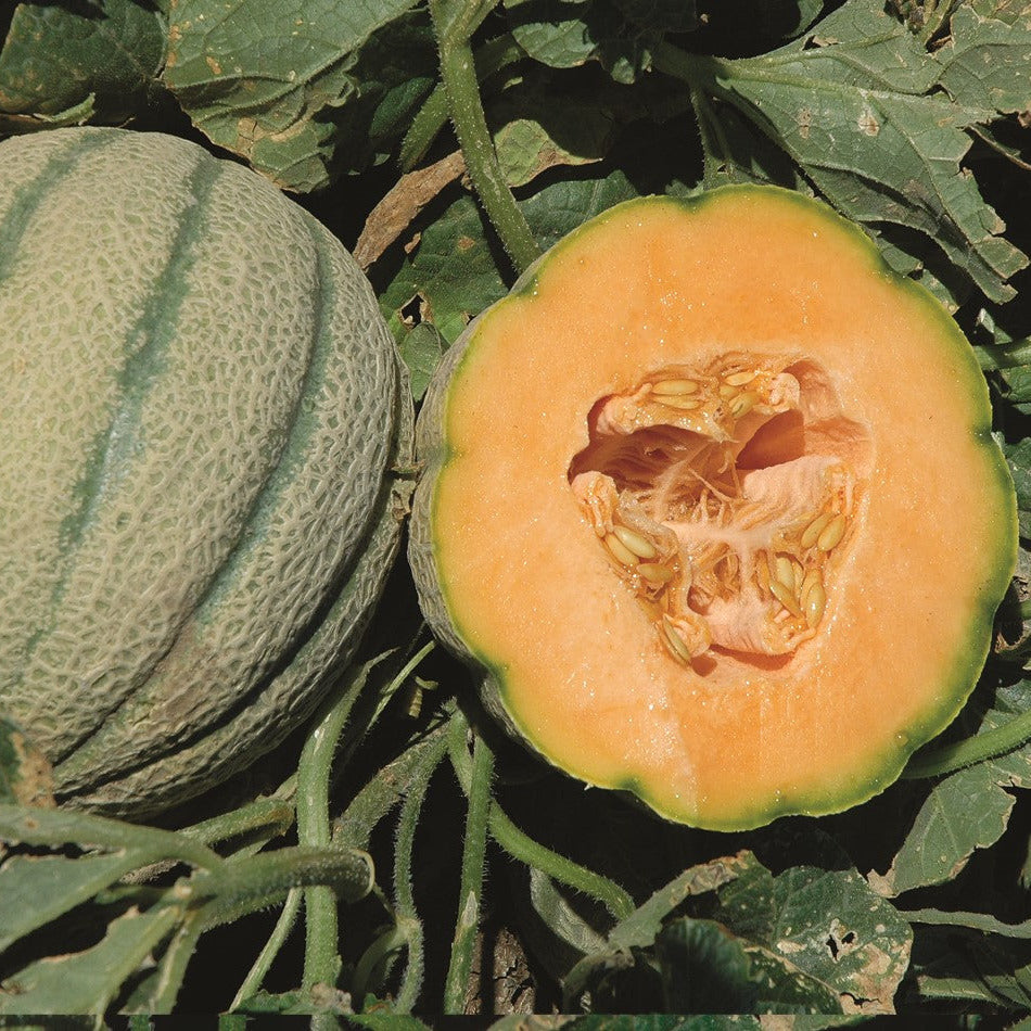 Hybrid Tuscan Melon - Orange Sherbet
