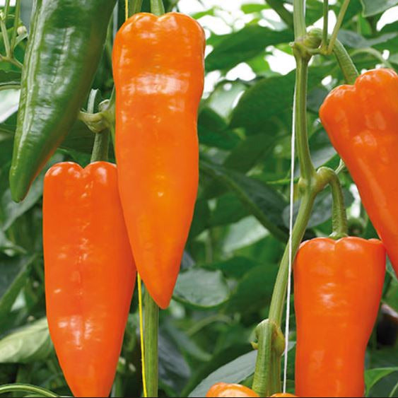 Hybrid Orange Conical Pepper - Oranos