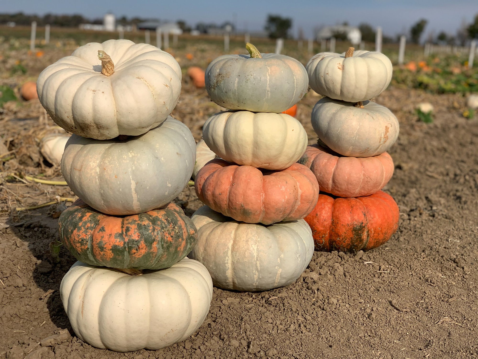 Osborne Quality Seeds Gowan