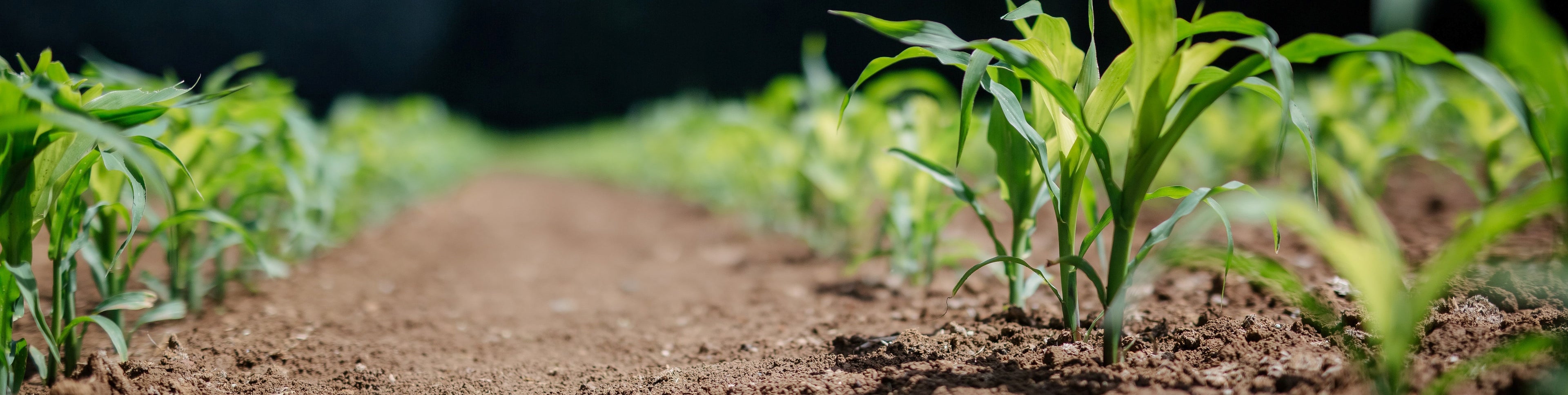 Osborne Quality Seeds Gowan