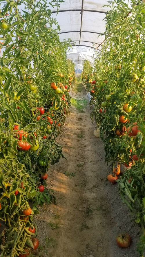 Osborne Quality Seeds Gowan