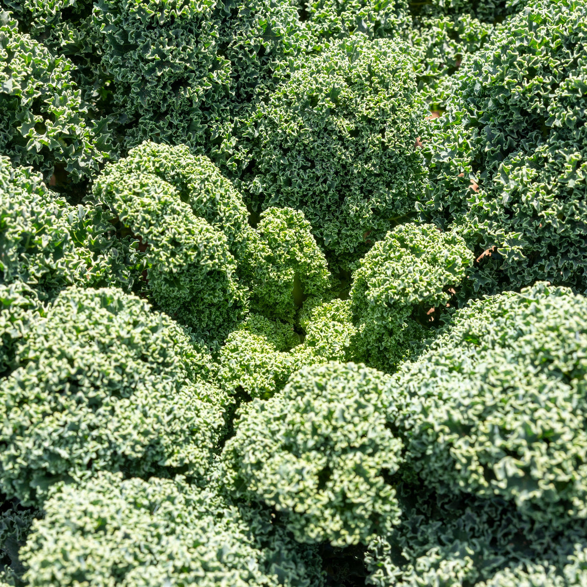 Hybrid Kale - Osprey