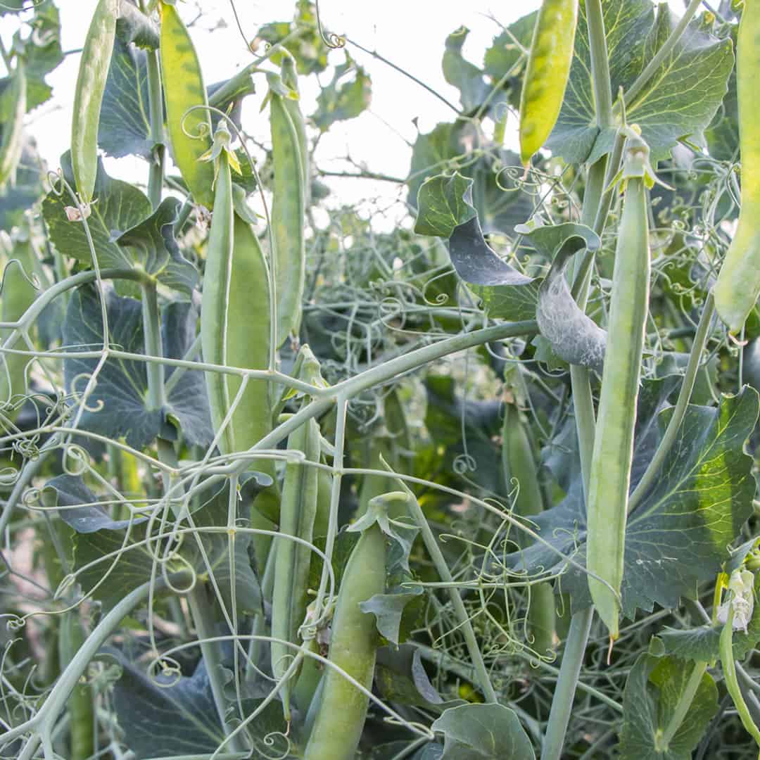OP Shelling Pea - PLS 595