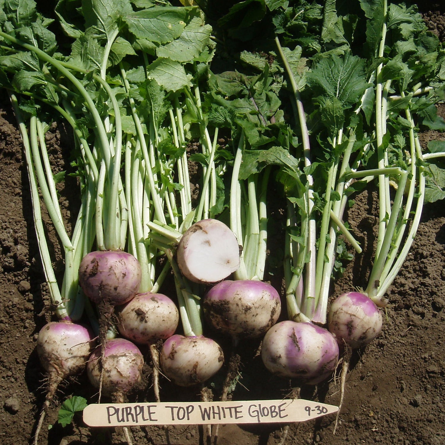 OP Turnip - Purple Top White Globe