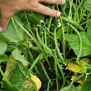 OP Green Bush Bean - PV-857 – Gowan