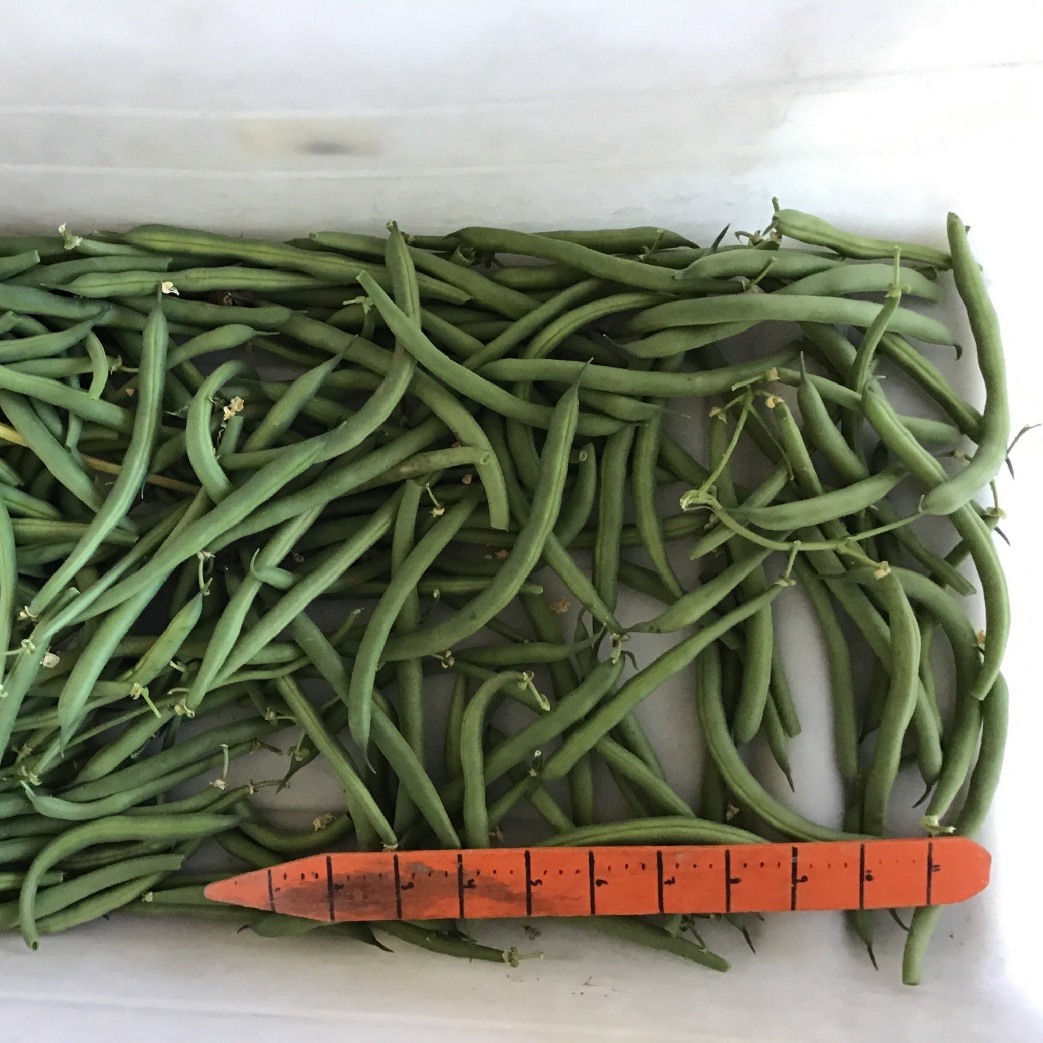 OP Green Bush Bean - PV-857 – Gowan