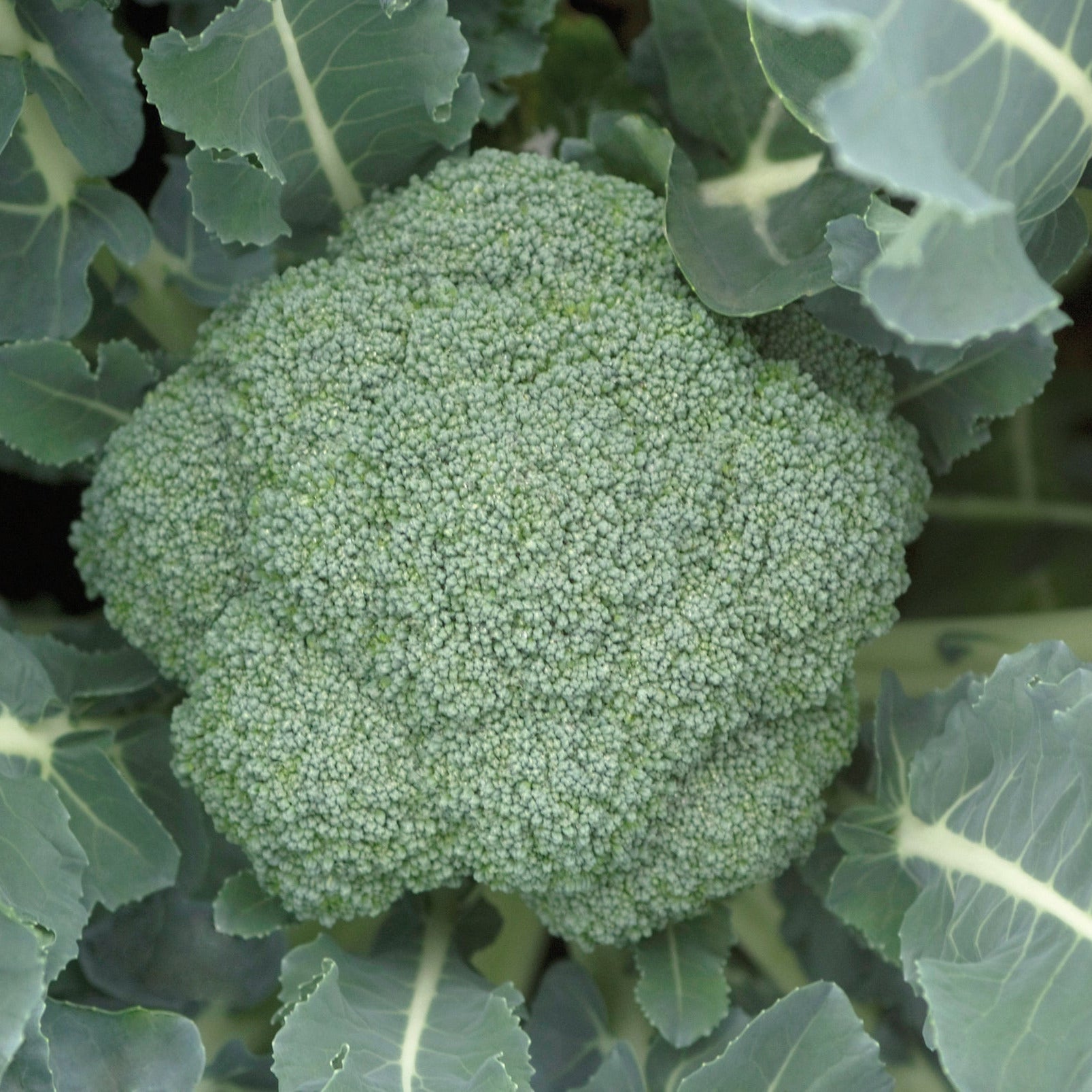 Hybrid Broccoli - Patron – Gowan