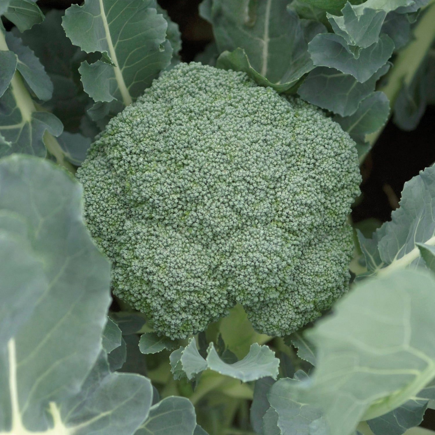Hybrid Broccoli - Patron