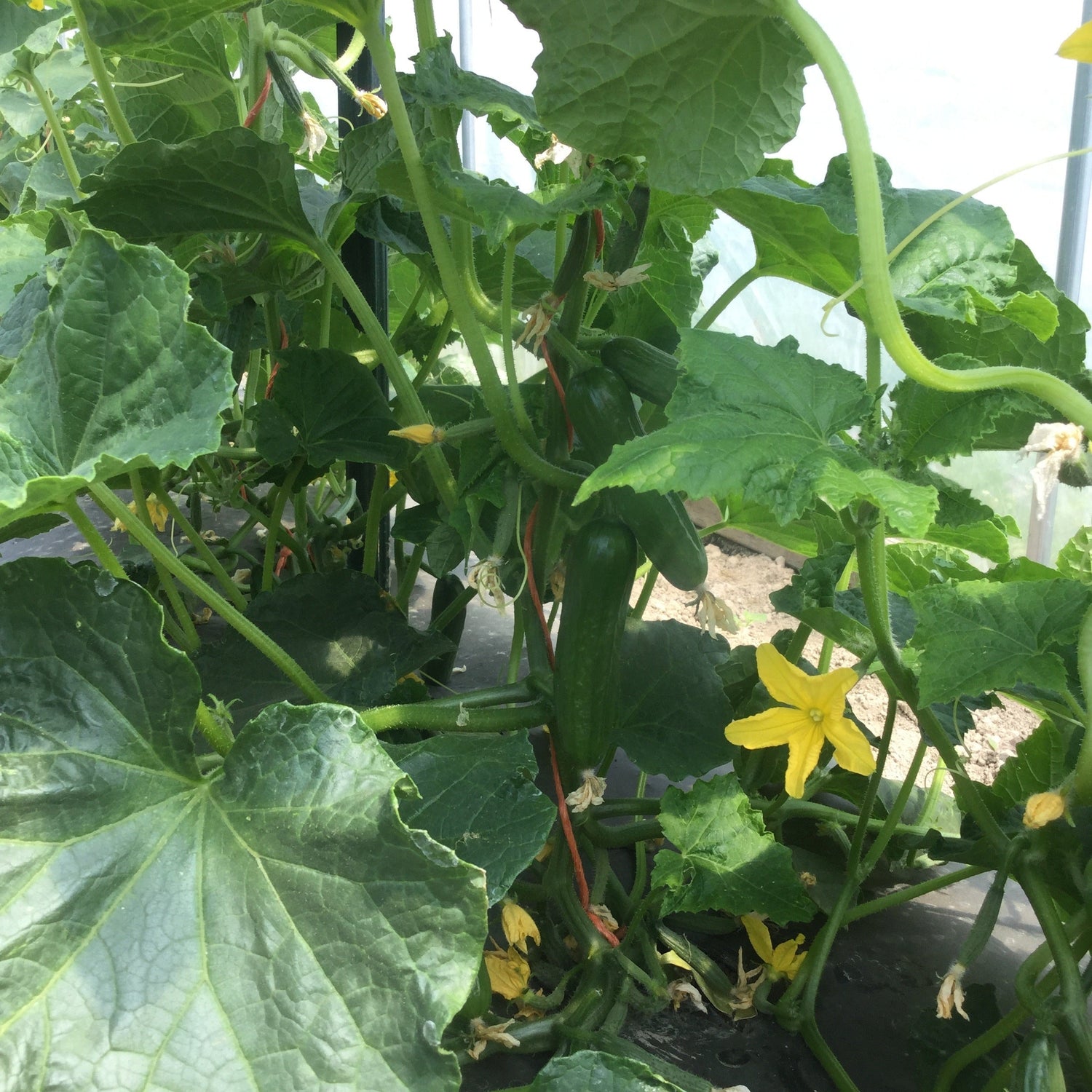 Hybrid Persian Cucumber - Picolino