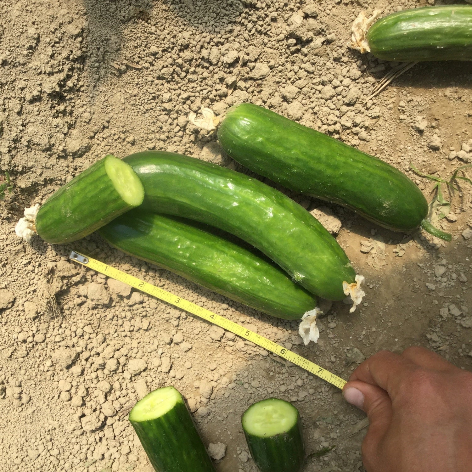 Hybrid Persian Cucumber - Picolino