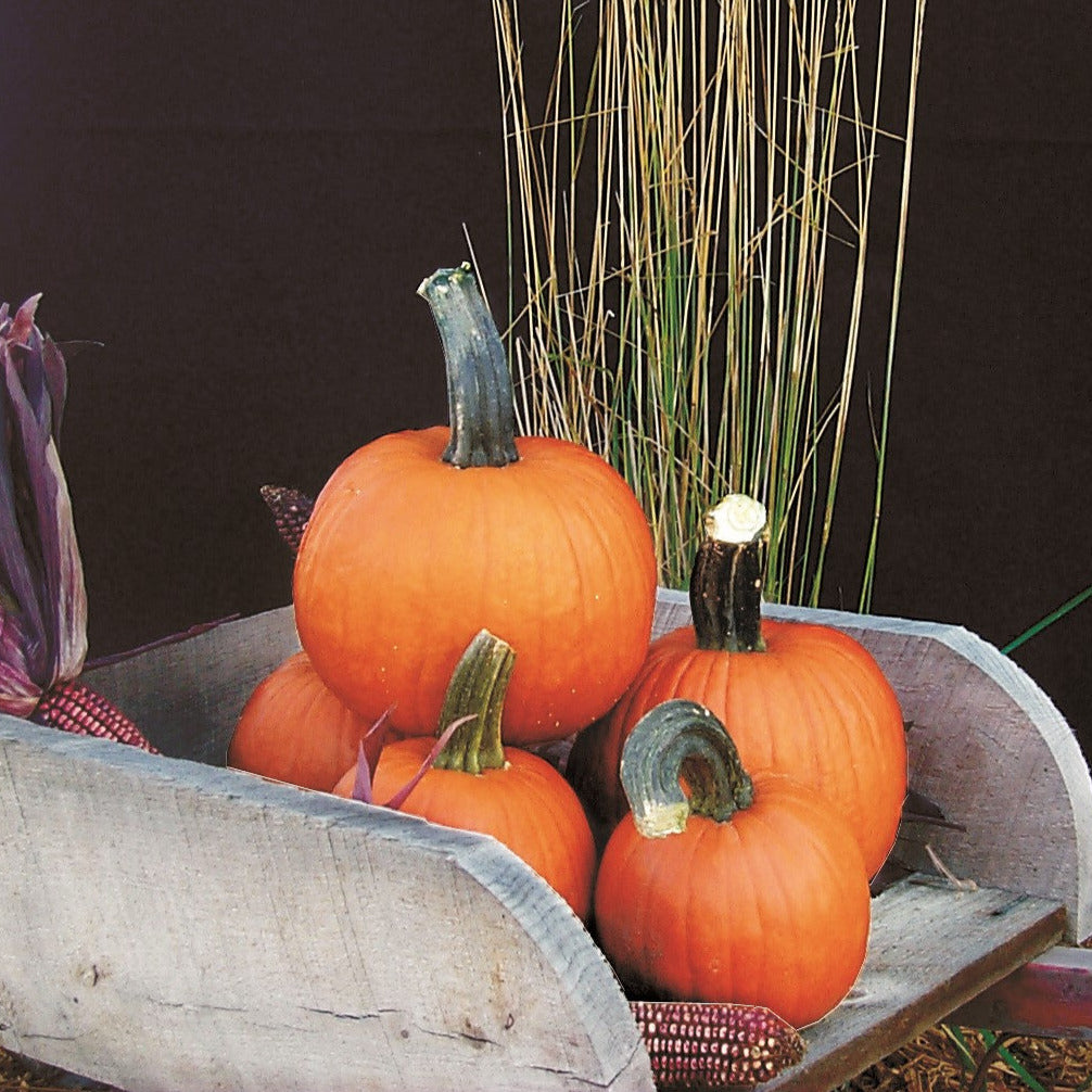 Hybrid Small/Pie Pumpkin - Pik-A-Pie