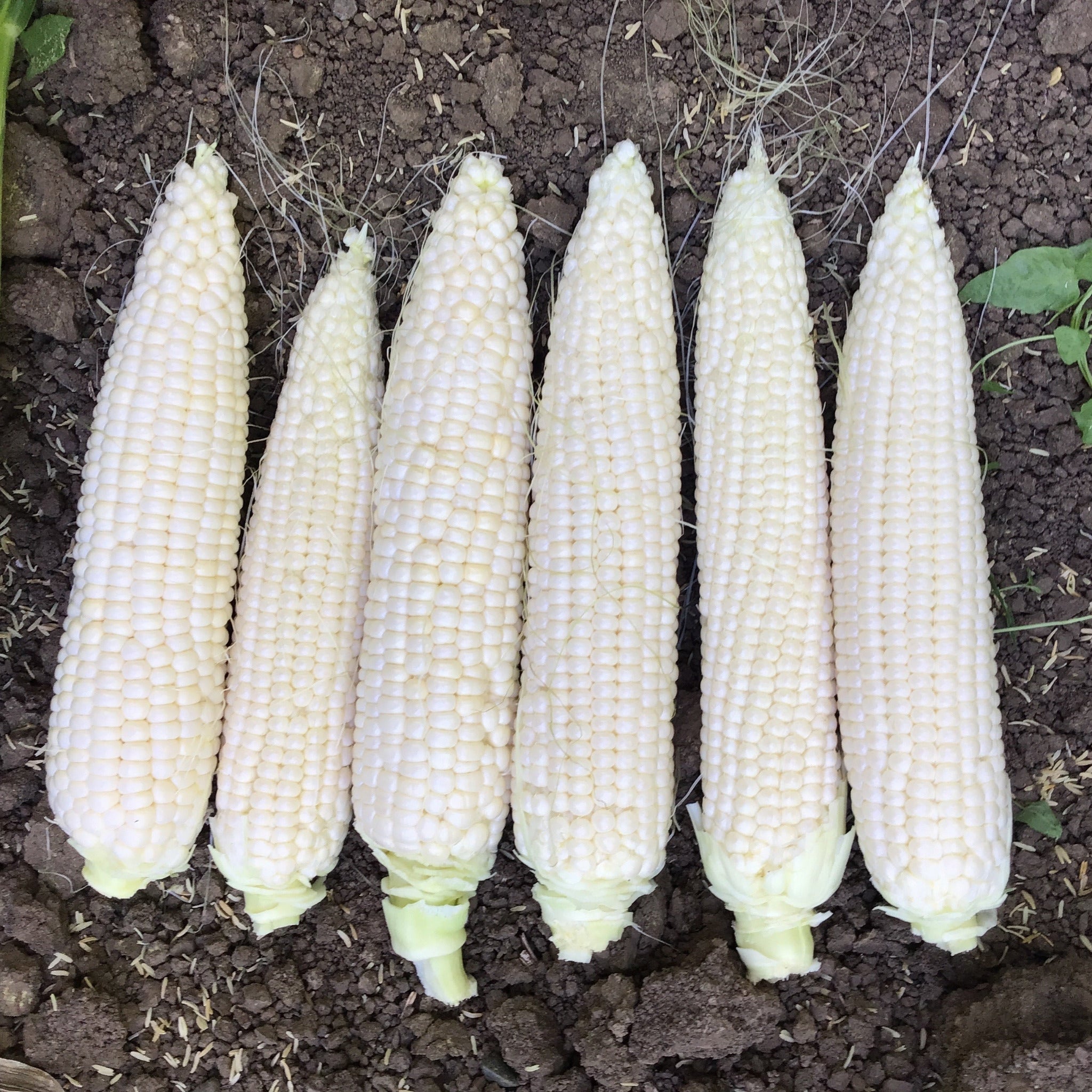 Hybrid Supersweet White Corn - Platinum XR – Gowan