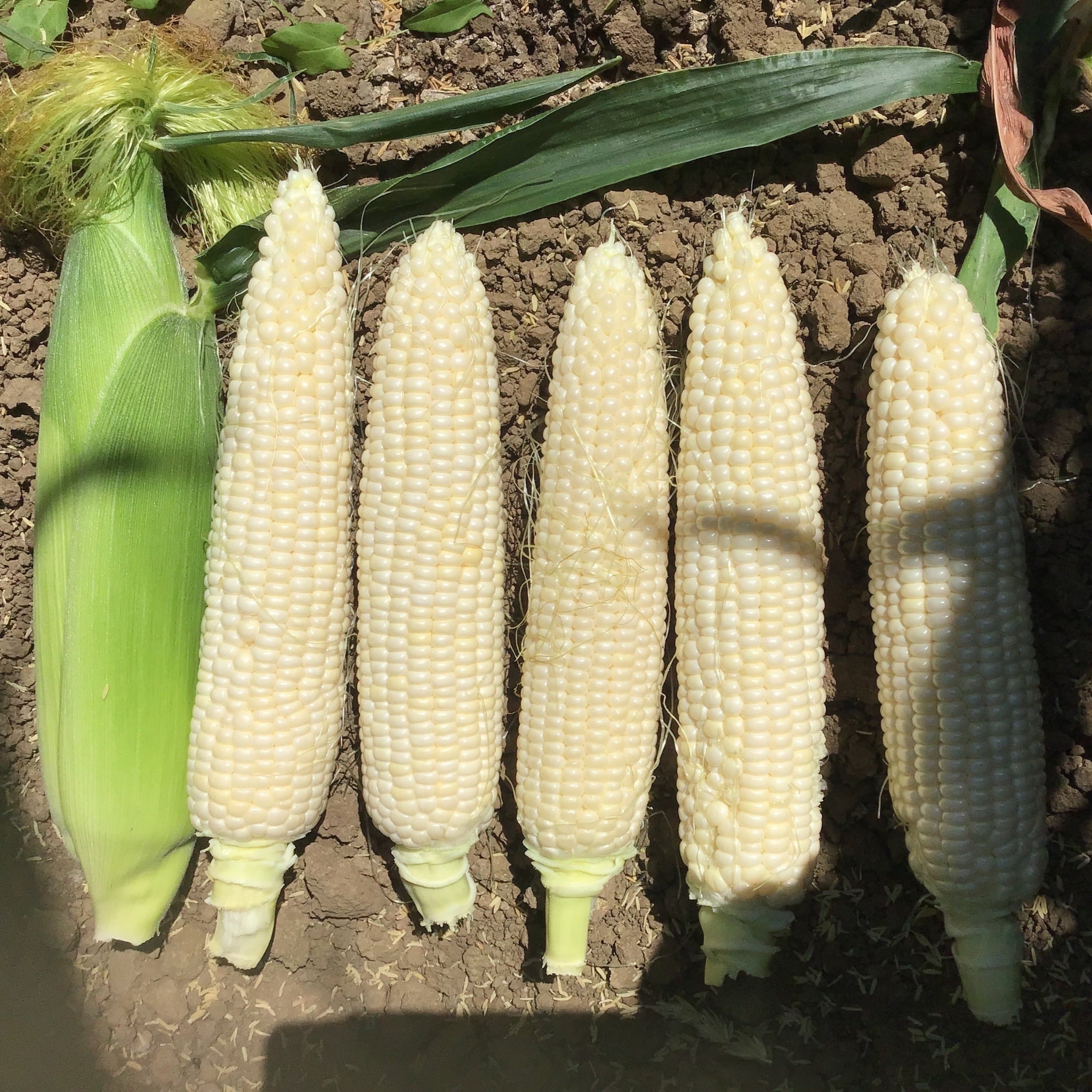 Hybrid Supersweet White Corn - Platinum XR – Gowan