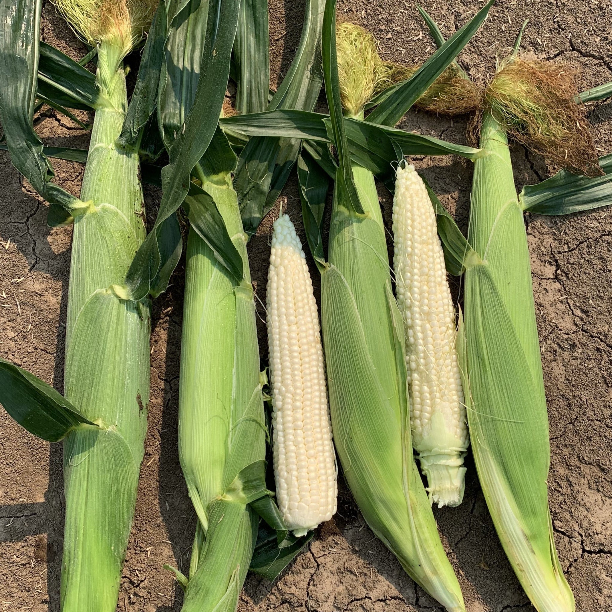 Hybrid Supersweet White Corn - Platinum XR – Gowan
