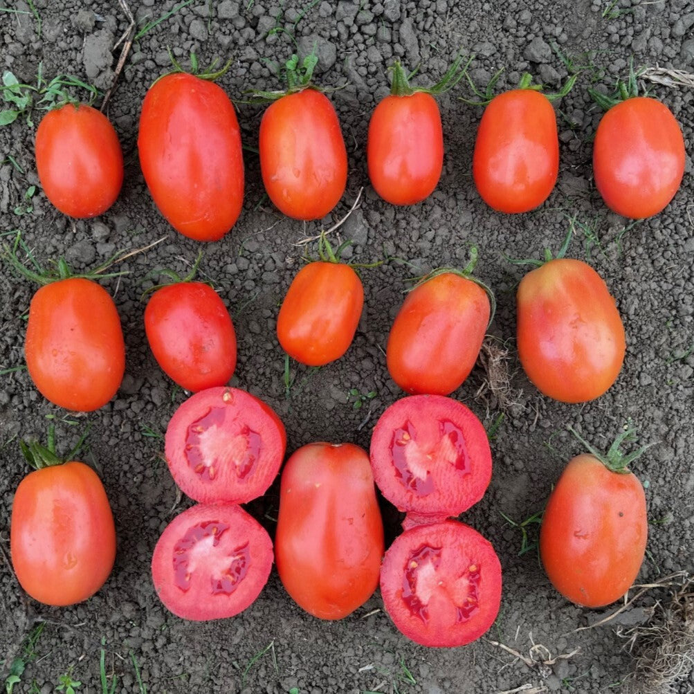 Hybrid Roma/Saladette Red Tomato - Plum Regal