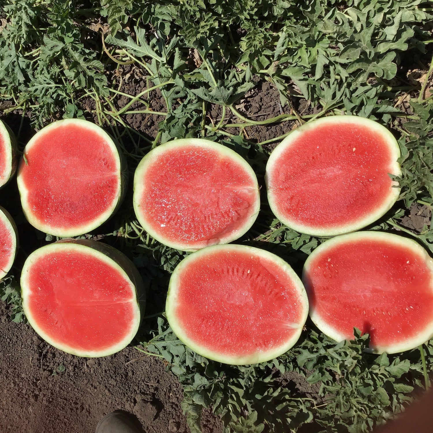 Hybrid Triploid (Seedless) Crimson Sweet Rind Watermelon - Powerhouse