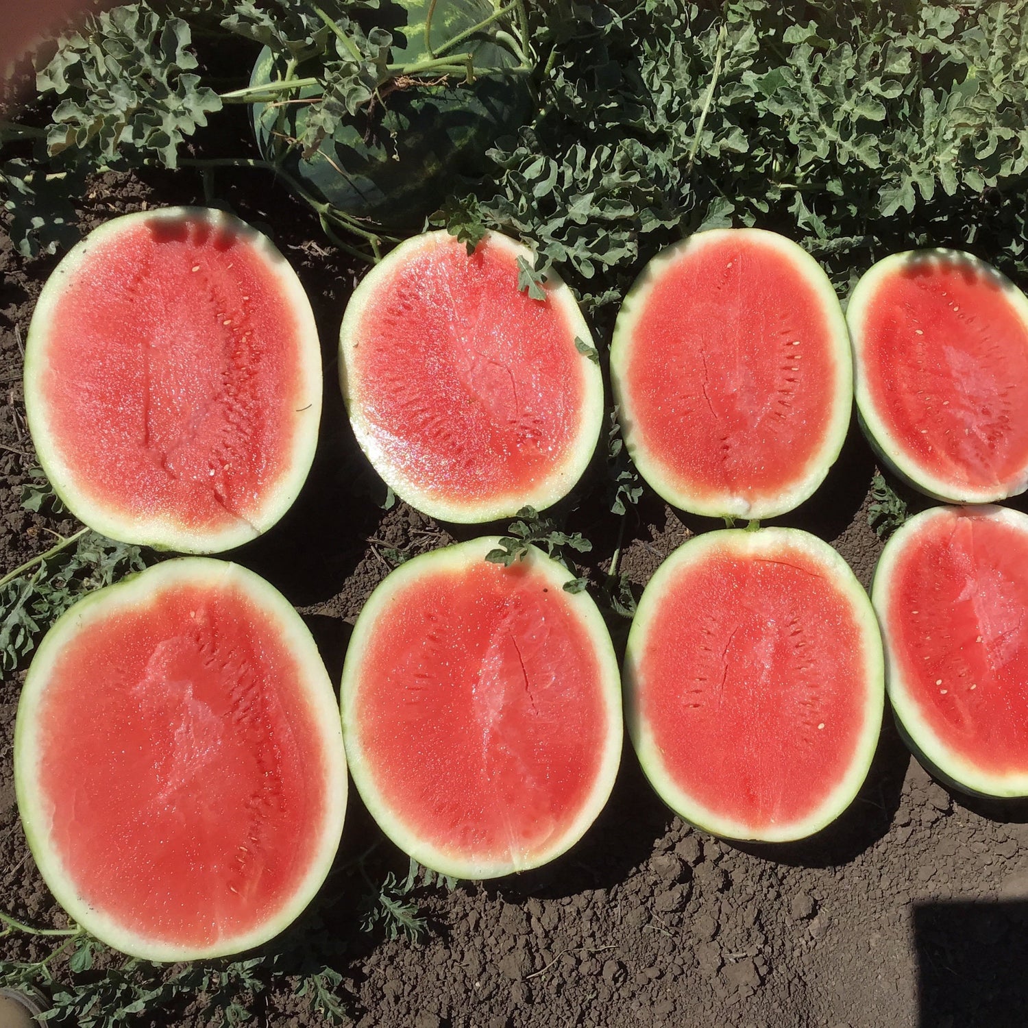 Hybrid Triploid (Seedless) Crimson Sweet Rind Watermelon - Powerhouse