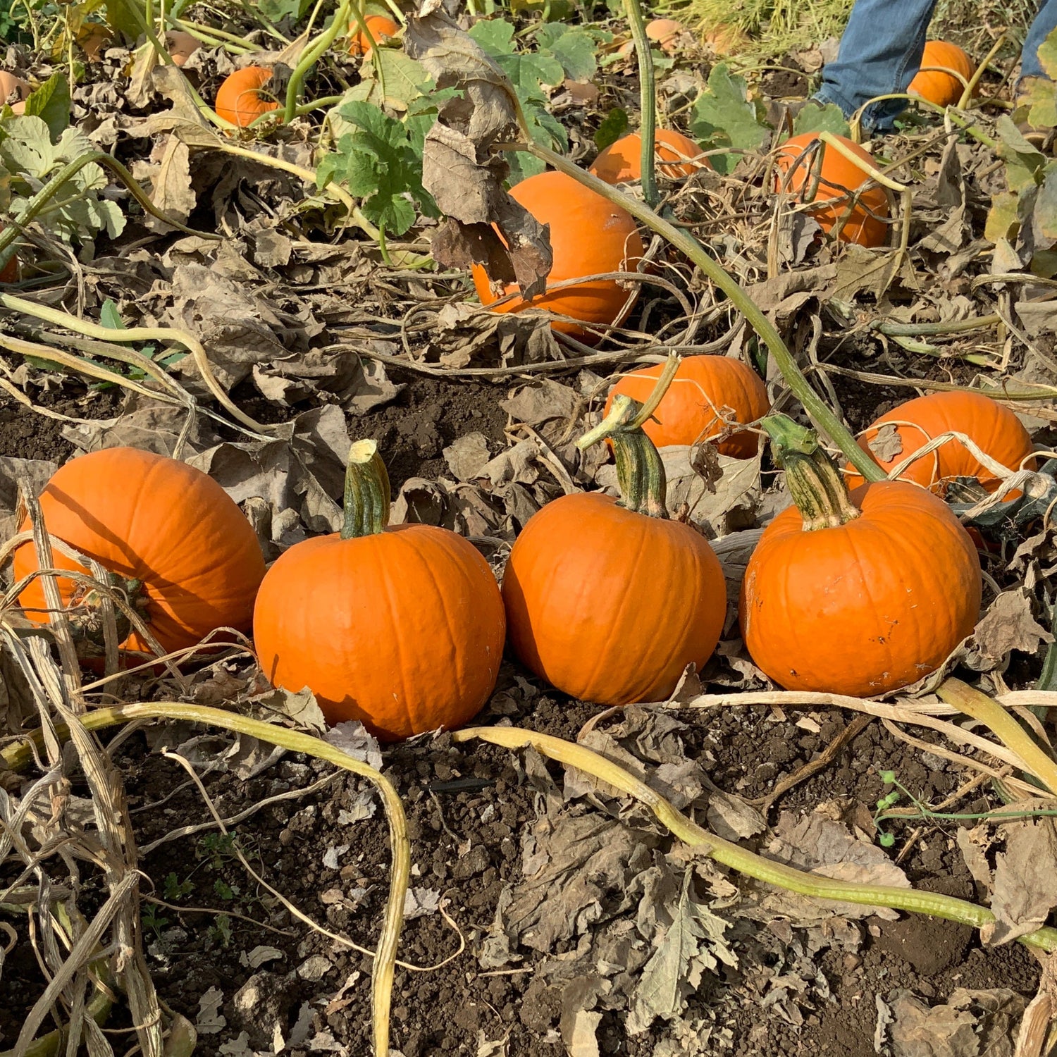 Hybrid Small/Pie Pumpkin - Prankster