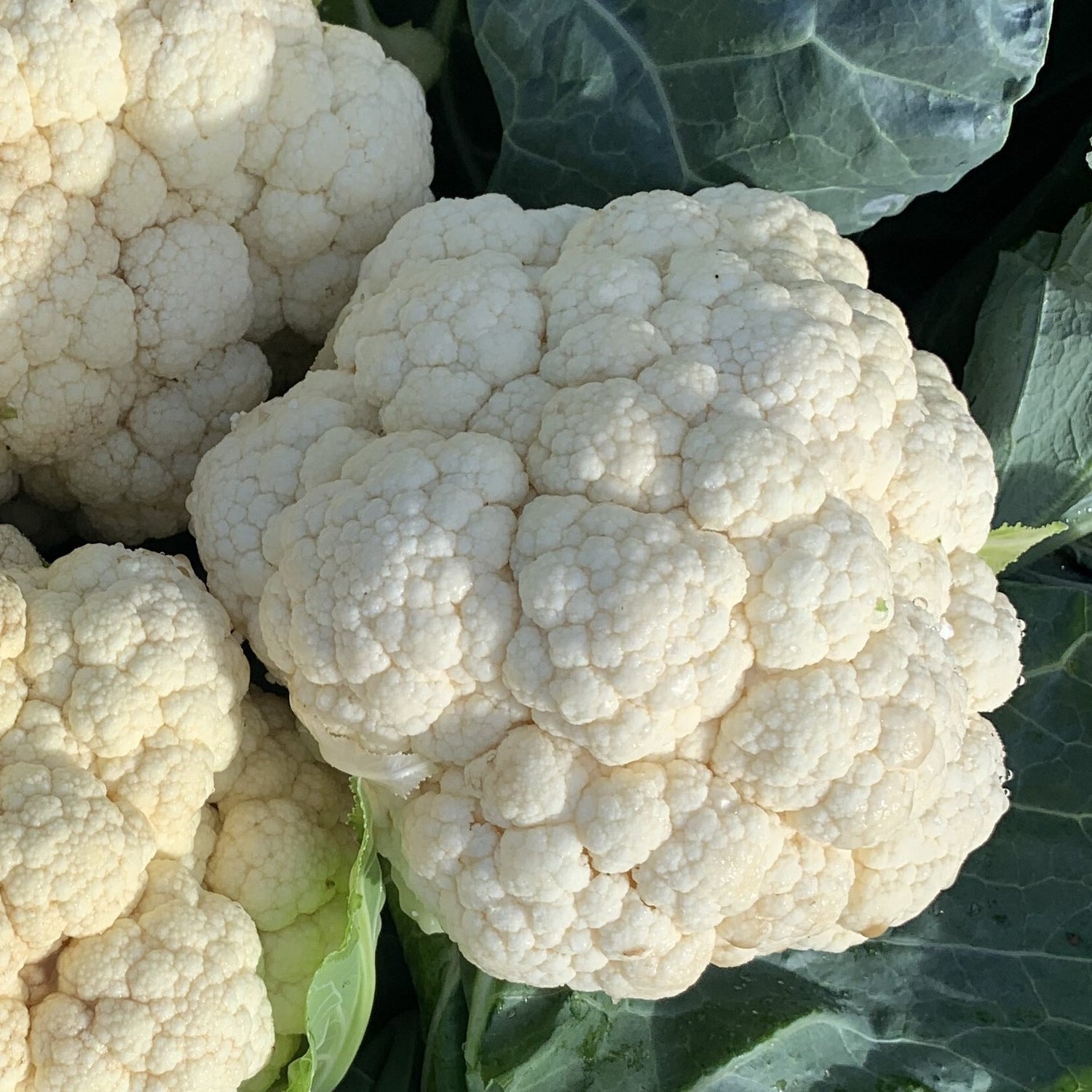 Hybrid White Cauliflower - Prestique