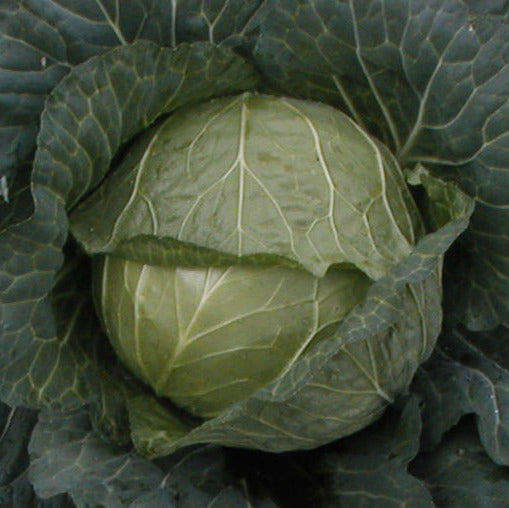 Hybrid Green Flat Cabbage - Prime Top