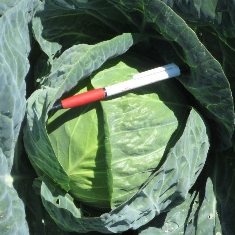 Hybrid Green Cabbage - Primo Vantage