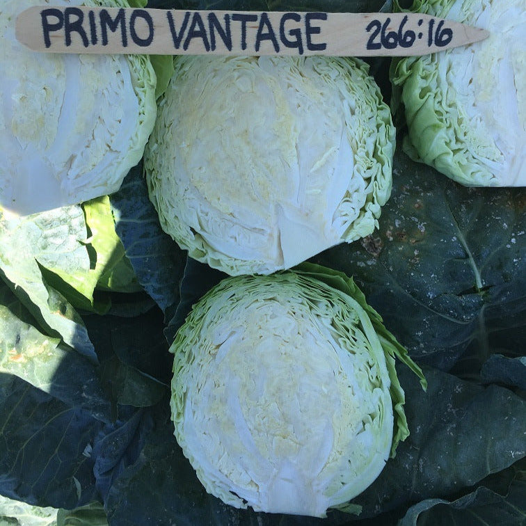 Hybrid Green Cabbage - Primo Vantage