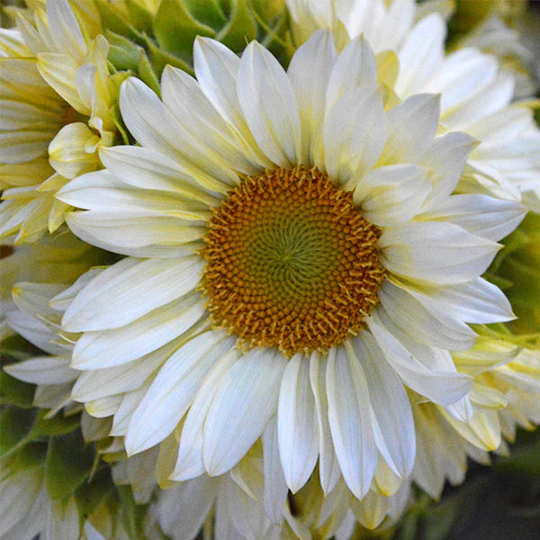 Hybrid Sunflower - Procut White Lite