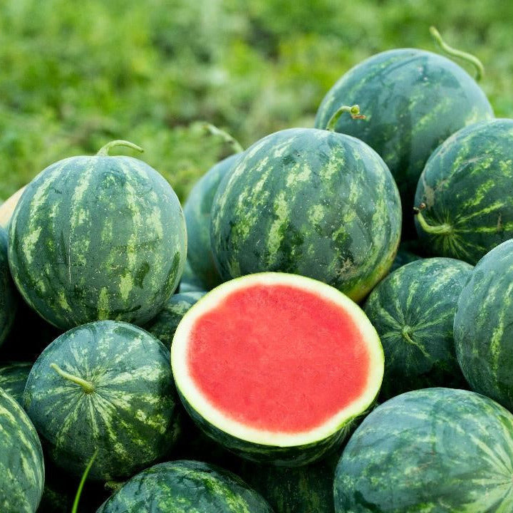 Hybrid Triploid (Seedless) Personal Size Watermelon - Proxima