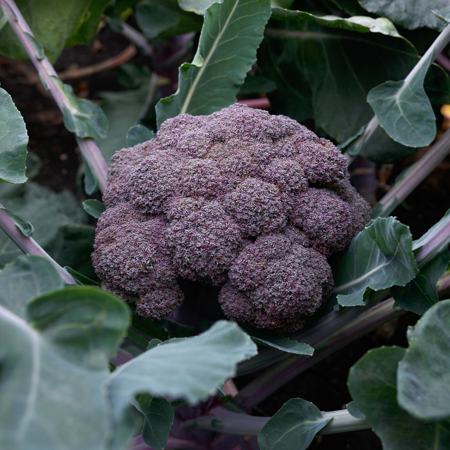 Hybrid Purple Broccoli - Purple Magic