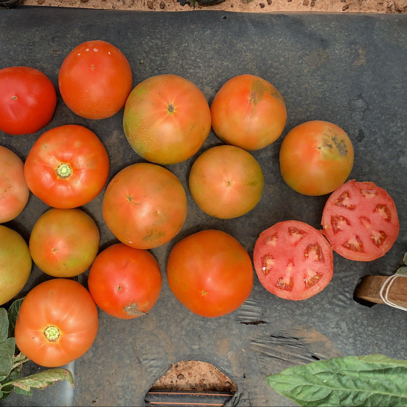 Hybrid Round Red Tomato - Rambler